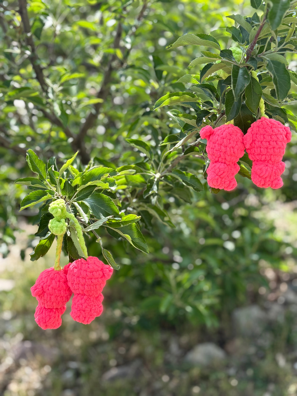 Cherry bears